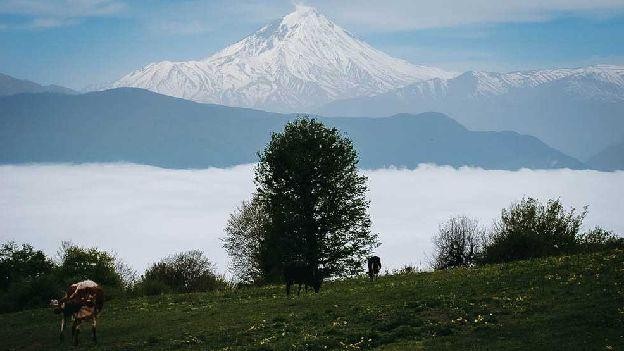 جنگل الیمستان