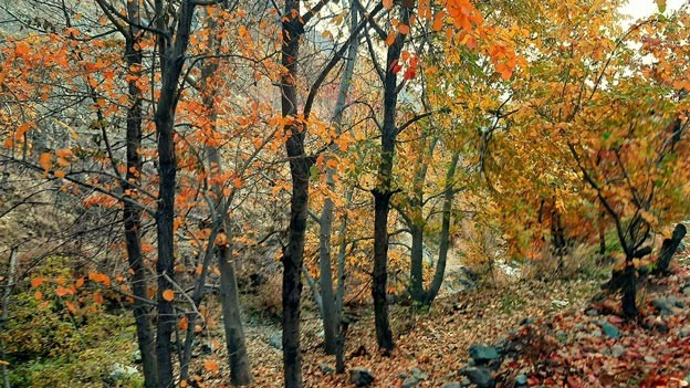 روستای افجه